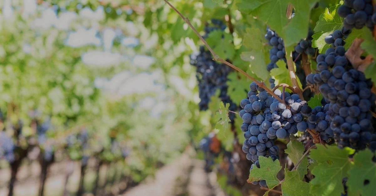 Mudanças climáticas afetam a produção de vinho