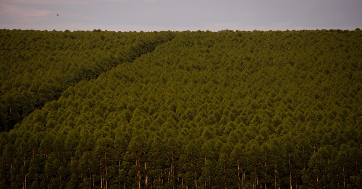 Florestas de eucalipto transformam paisagens em desertos verdes