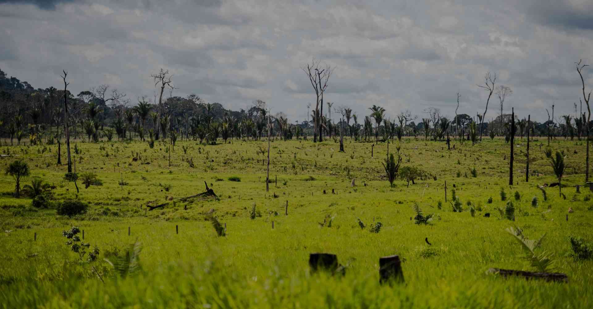 Desmatamento cai, mas super El Niño pode reacender perdas na Amazônia