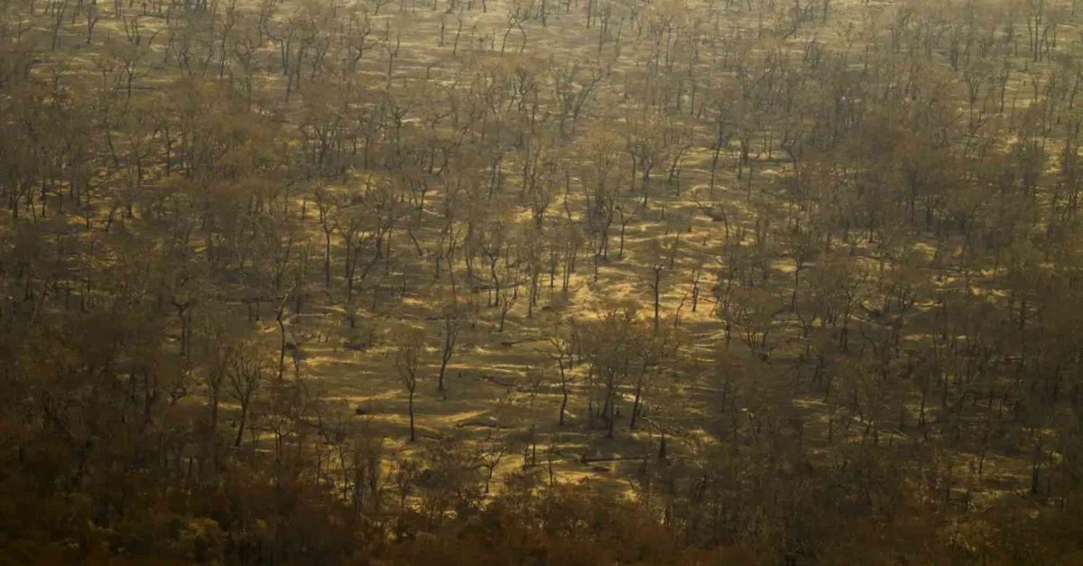 Árvores atingidas pelo fogo