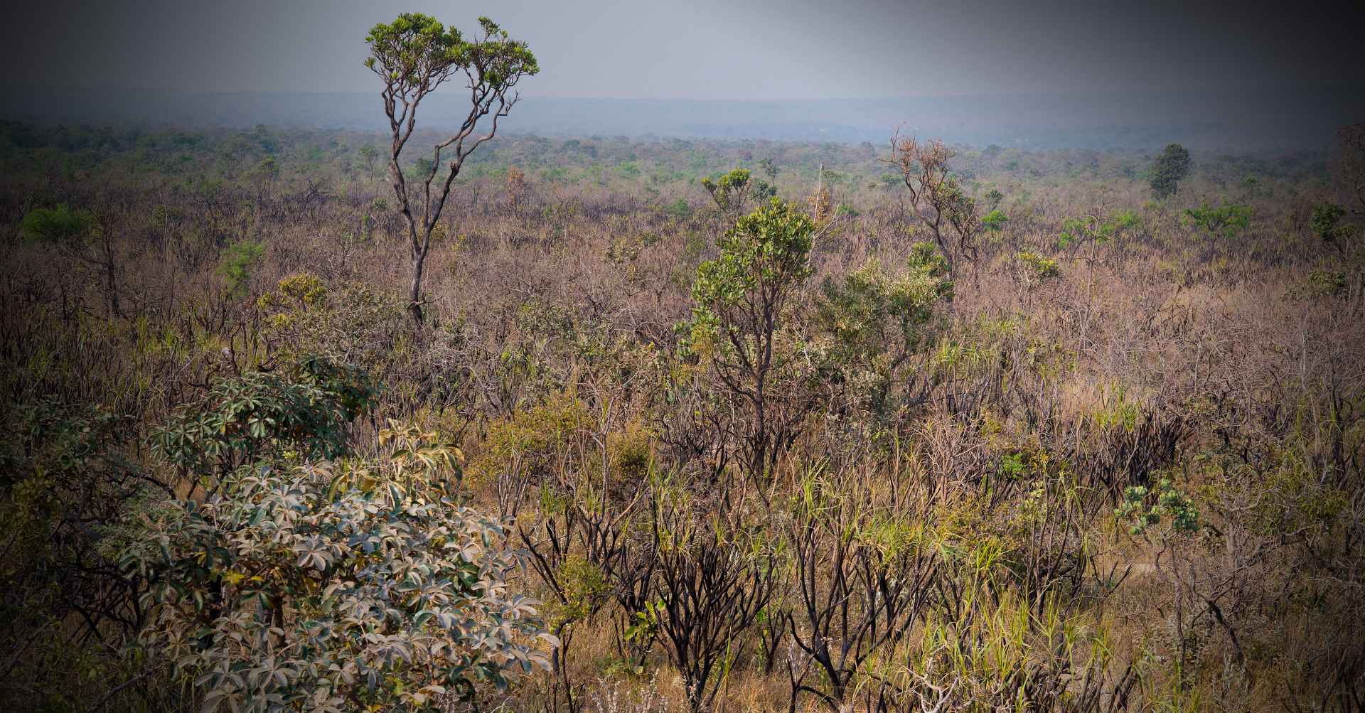 Flexibilização da legislação impulsiona o desmatamento do Cerrado na Bahia