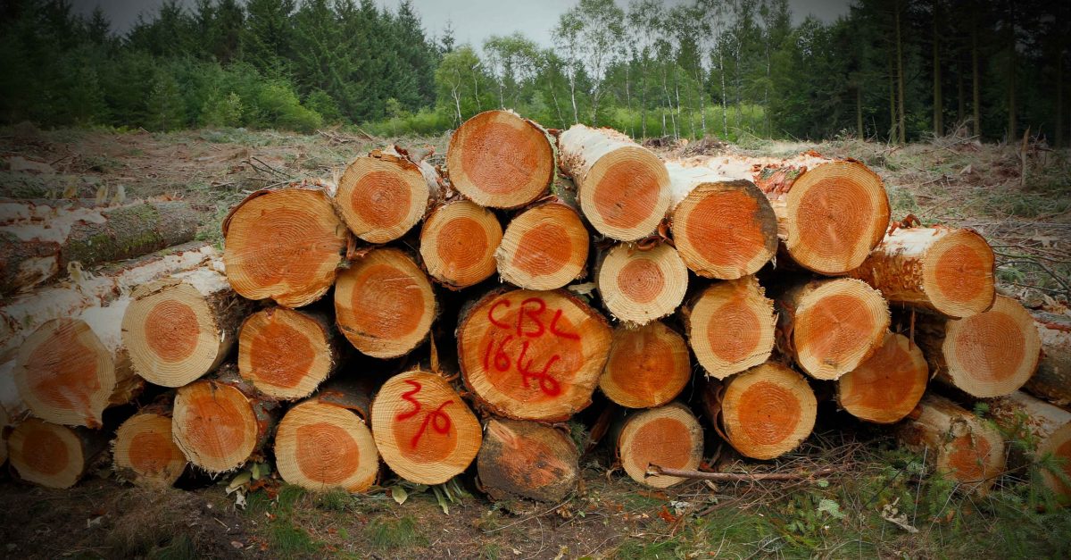 Troncos de madeira cortados e empilhados em uma floresta