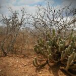 Vegetação da Caatinga, no sertão nordestino