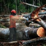 A demanda da União Europeia por veículos elétricos pode levar ao desmatamento de 118 mil hectares em países fornecedores de minerais críticos