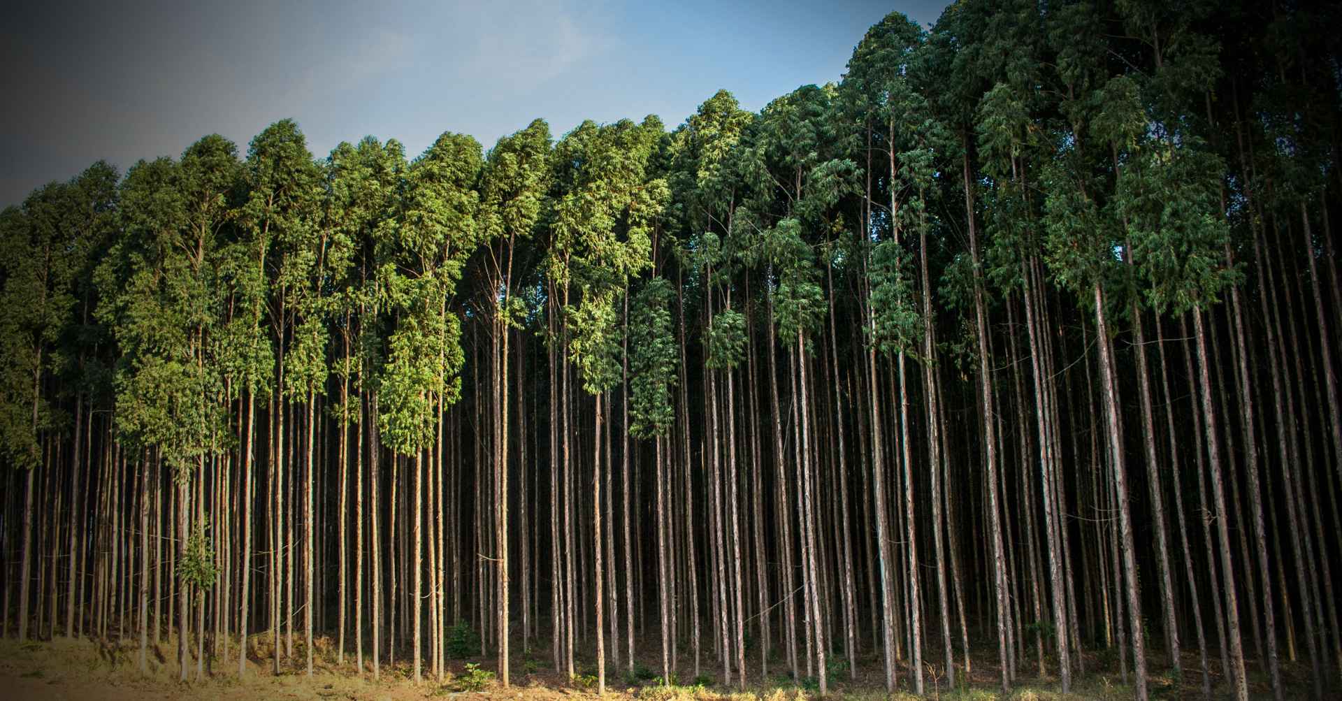 Eucalipto no Cerrado seca nascentes e expulsa pequenos produtores