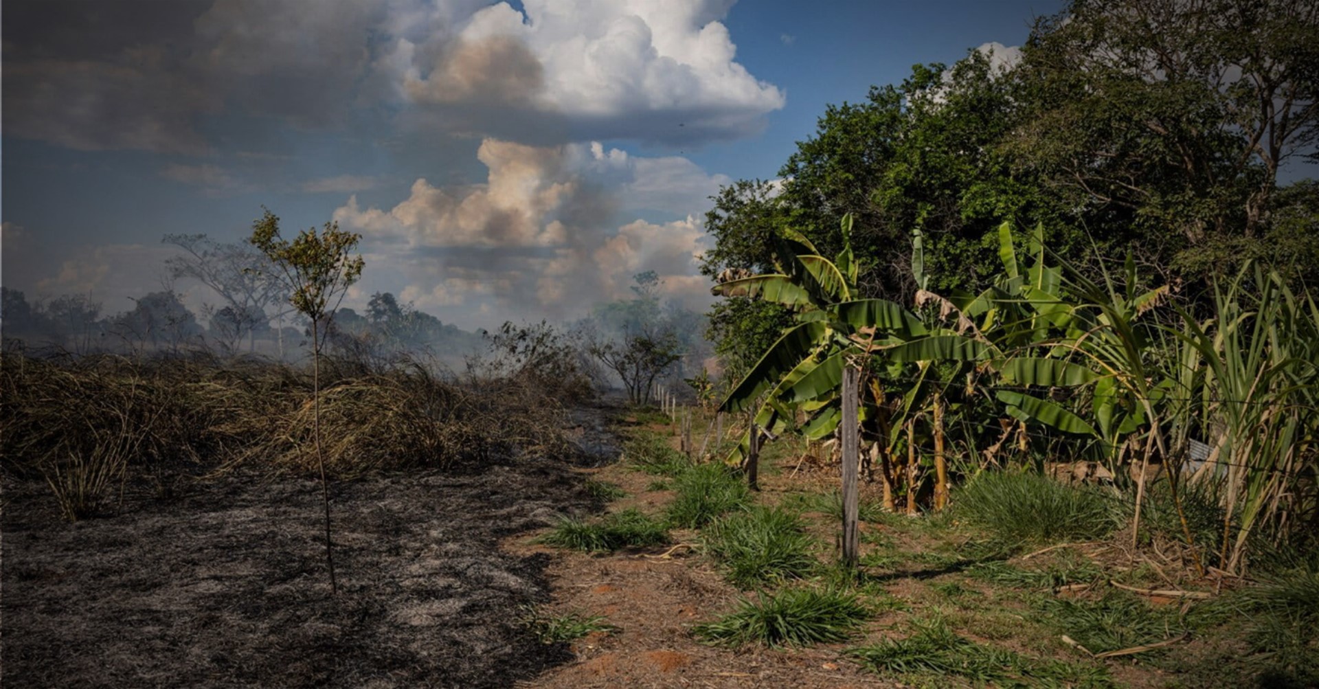Estudo aponta risco de mudanças irreversíveis na Amazônia até 2040